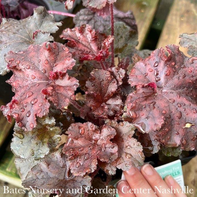 #1 Heuchera x Melting Fire/ Coral Bells