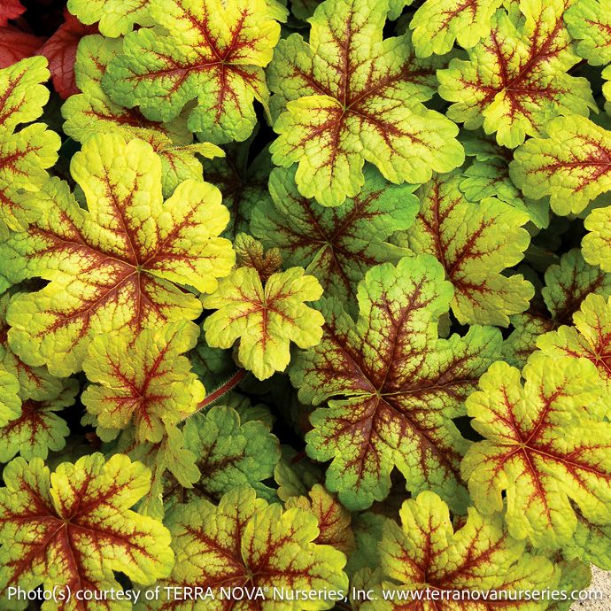#1 Heucherella Alabama Sunrise/Foamy Bells