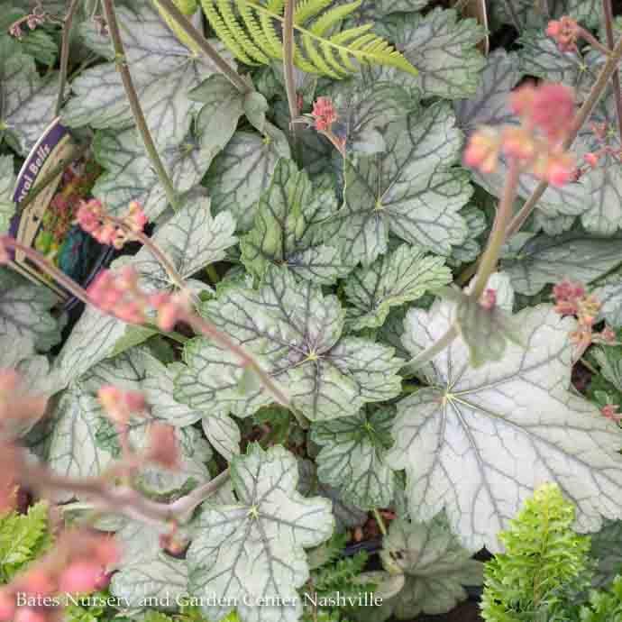 #1 Heuchera x Peppermint Spice/ Coral Bells