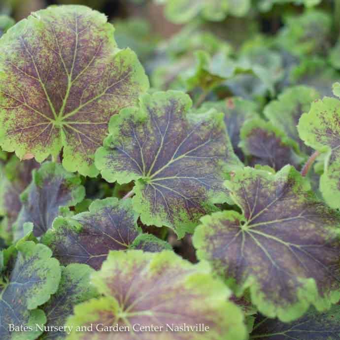 #1 Heucherella Solar Eclipse/ Foamy Bells