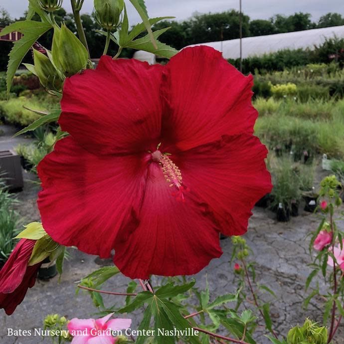 #1 Hibiscus x Lord Baltimore/ Crimson Red Hardy