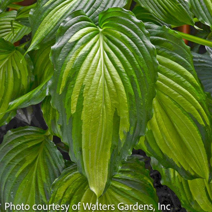 #1 Hosta Angel Falls/ Variegated