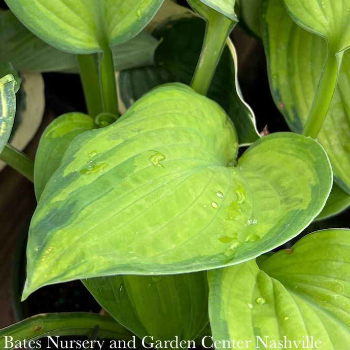 #1 Hosta Brother Stefan/ Green w/ Gold Center