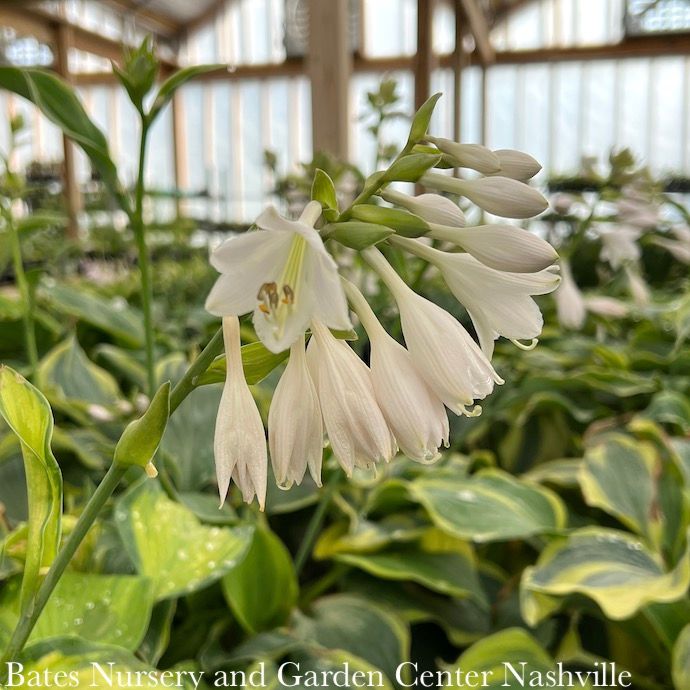 #1 Hosta Brother Stefan/ Green w/ Gold Center