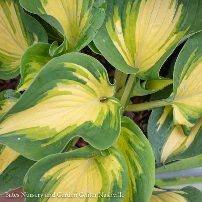 #1 Hosta sieb Great Expectations/ Blue-green, Yellow