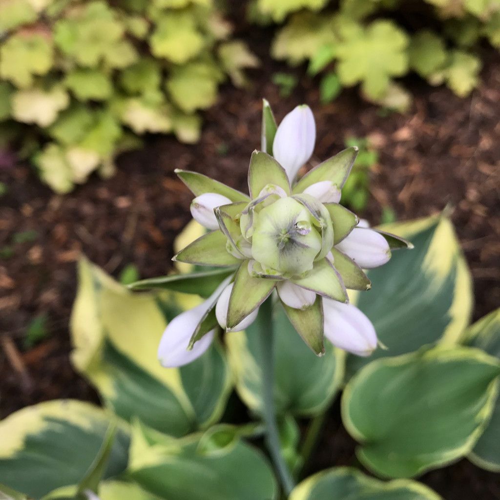 #1 Hosta Earth Angel/ Blue-Green w/ Cream