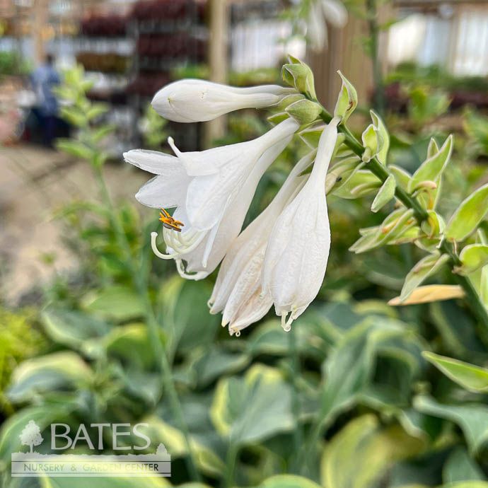#1 Hosta Earth Angel/ Blue-Green w/ Cream