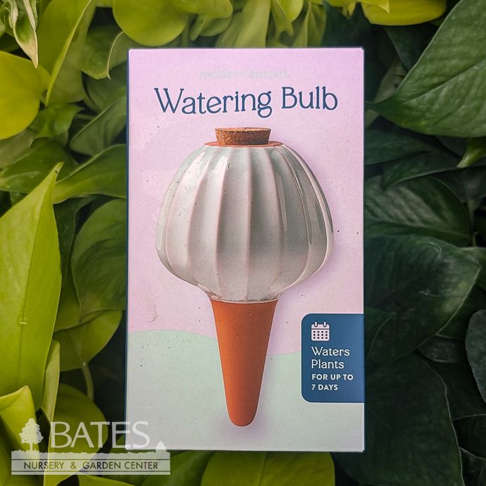 Watering Bulb - Terracotta w/Sage Glazed Top