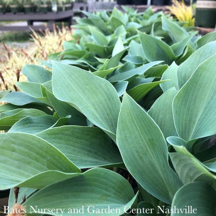 #1 Hosta Halcyon/ Blue-green