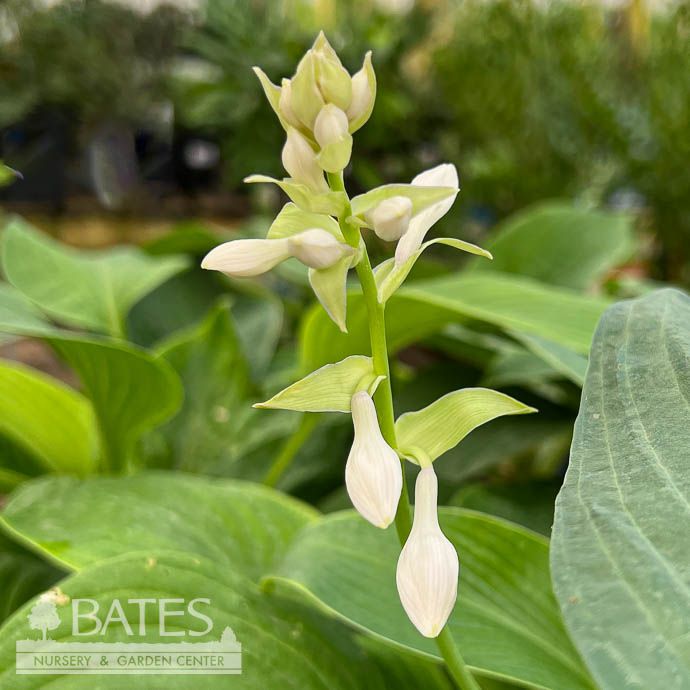 #1 Hosta T Rex/ Giant