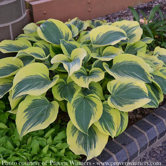 #1 Hosta x Liberty/ Variegated, Blue-green w/ Cream