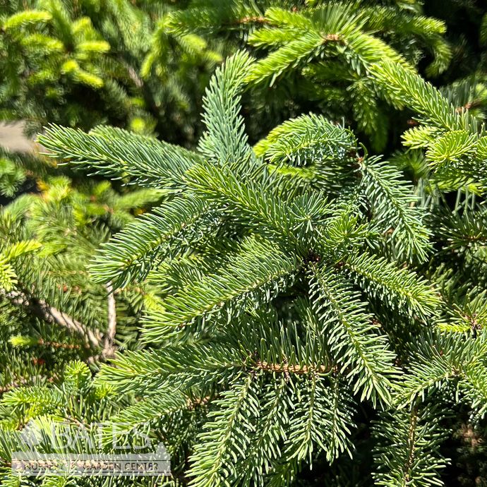5-6' Picea pun x glauca Ali/ Colorado Blue Spruce - No Warranty - Deliverable