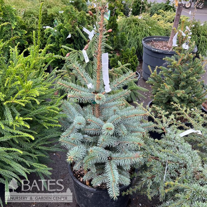 #6 Picea pun Morgenson Spire/ Colorado Blue Spruce