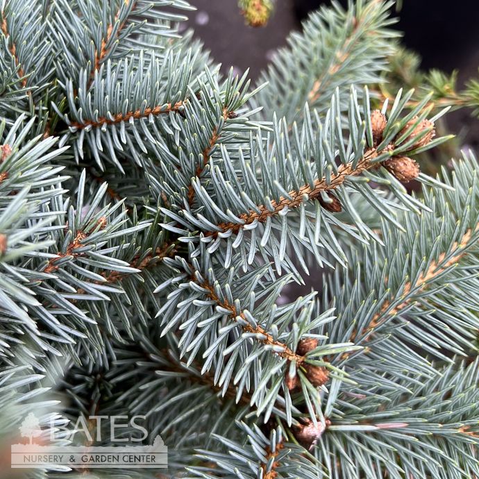 #6 Picea pun Morgenson Spire/ Colorado Blue Spruce