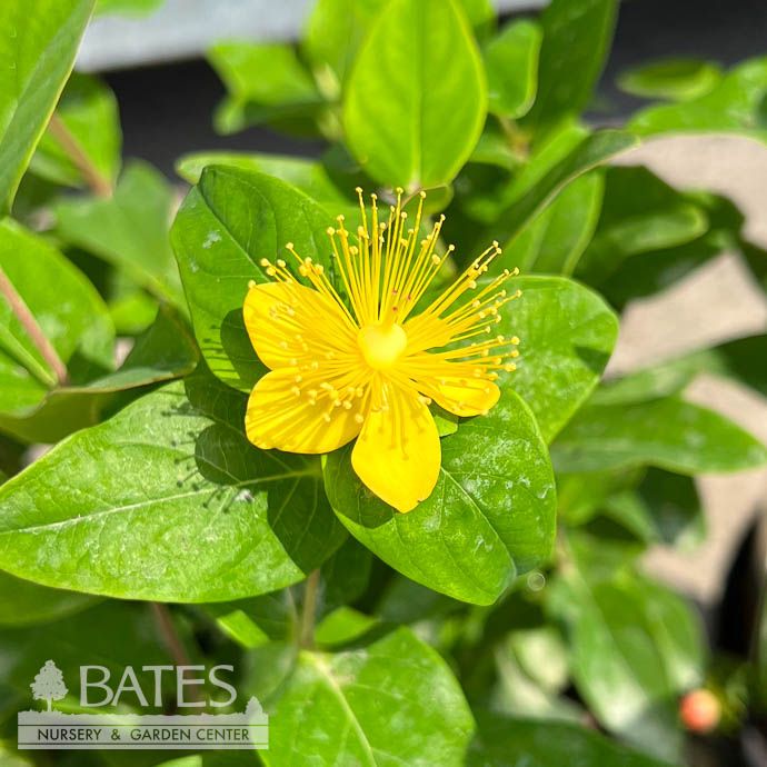 #1 Hypericum inod Magical Marbles Red/ Compact St. Johns Wort