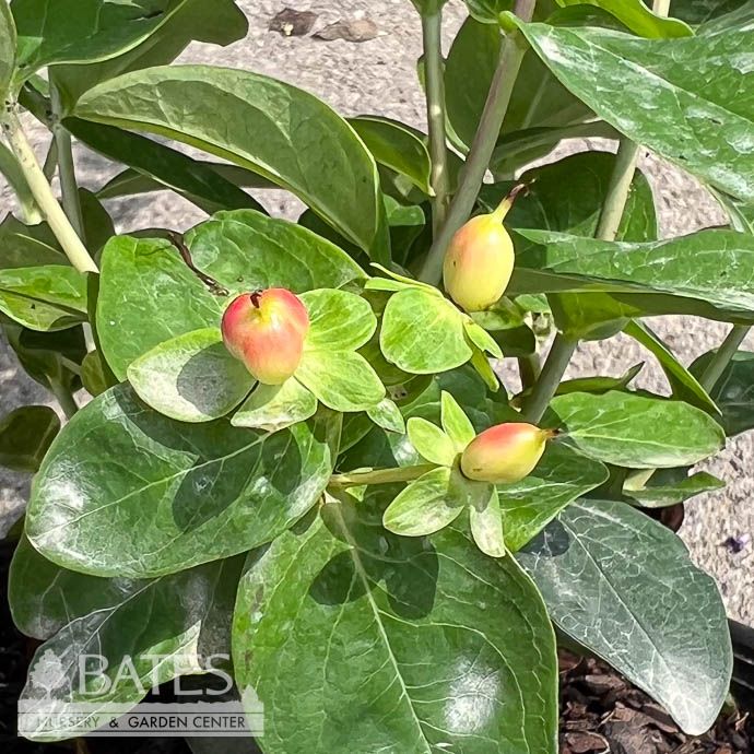 #1 Hypericum inod Magical Marbles Red/ Compact St. Johns Wort