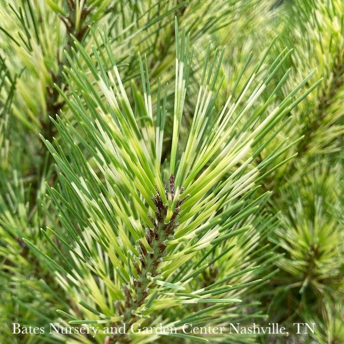#6 Pinus densiflora Golden Ghost/ Japanese Red Pine