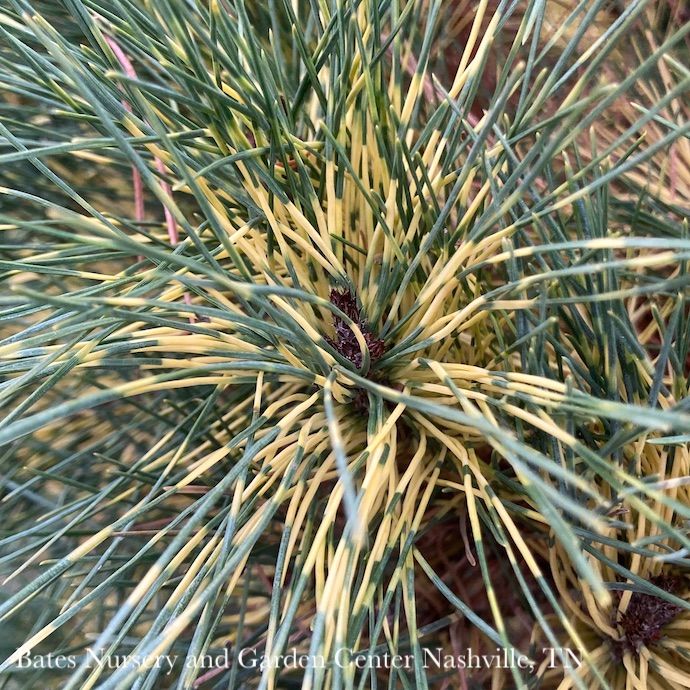 #6 Pinus densiflora Golden Ghost/ Japanese Red Pine
