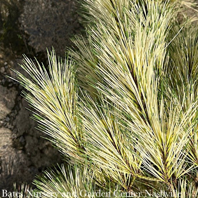 #6 Pinus densiflora Golden Ghost/ Japanese Red Pine