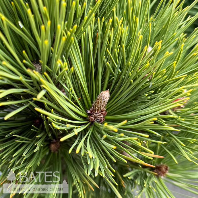 #3 Pinus leucodermis (heldreichii) Mint Truffle/ Bosnian Pine