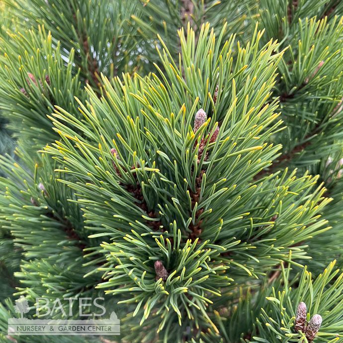 #6 Pinus mugo Tannenbaum/ Dwarf Pine