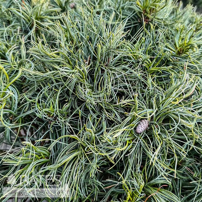 #3 Pinus strob Mini Twists/ Dwarf Contorted Eastern White Pine Native (TN) - No Warranty