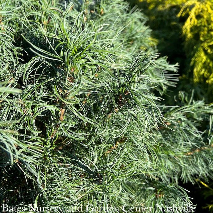 #3 Pinus strob Mini Twists/ Dwarf Contorted Eastern White Pine Native (TN) - No Warranty