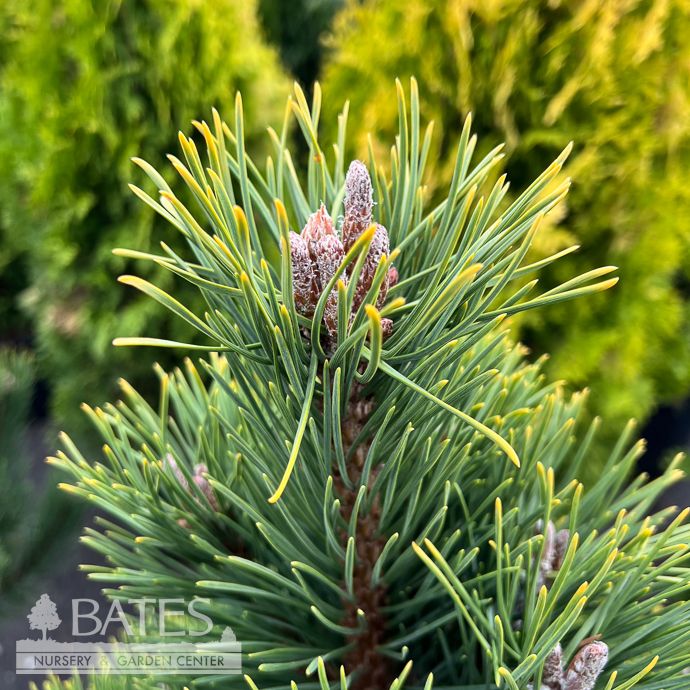 5-6' Pinus mugo Tannenbaum/ Dwarf Pine - No Warranty - Pickup Only