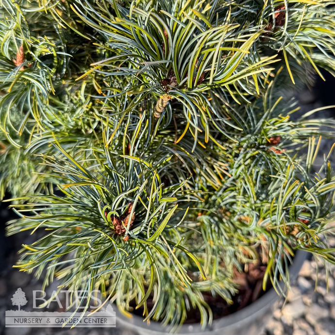 #3 Pinus parviflora Bergman/ Japanese White Pine - No Warranty