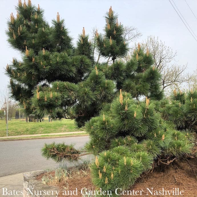 #20 Pinus thunbergii Thunderhead/ Japanese Black Pine