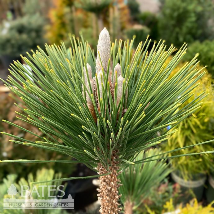 #20 Pinus thunbergii Thunderhead/ Japanese Black Pine