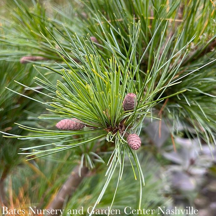 #6 Pinus strob Niagara Falls/ Weeping White Pine Native (TN) - No Warranty