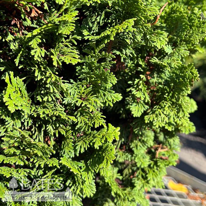 #6 Thuja occ Kelsoki Spire/ Arborvitae