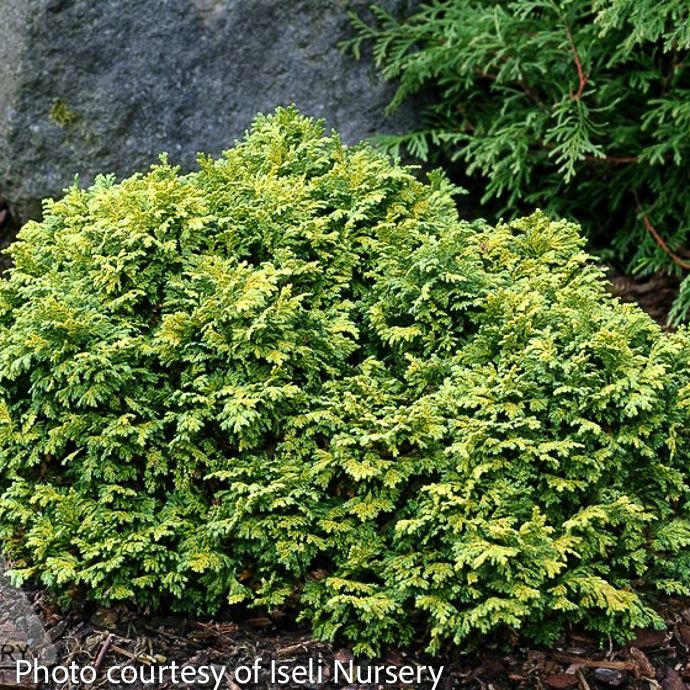 5P Chamaecyparis pis Golden Pin Cushion/ Falsecypress