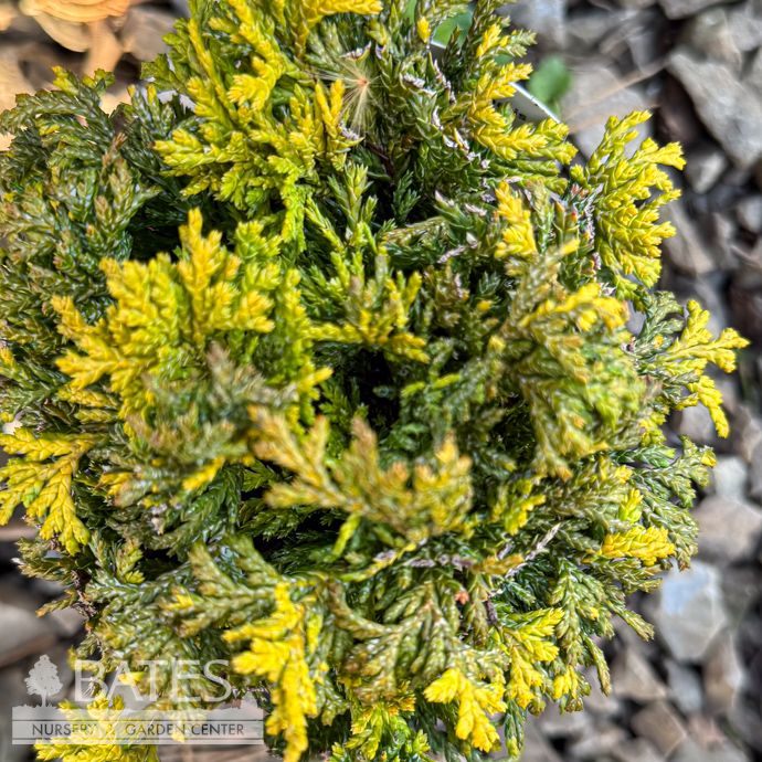 5P Chamaecyparis pis Golden Pin Cushion/ Falsecypress