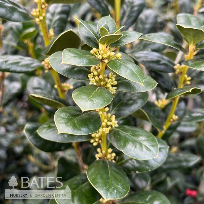 #7 Ilex corn Burfordii/ Burford Chinese Holly (Self-fertile)