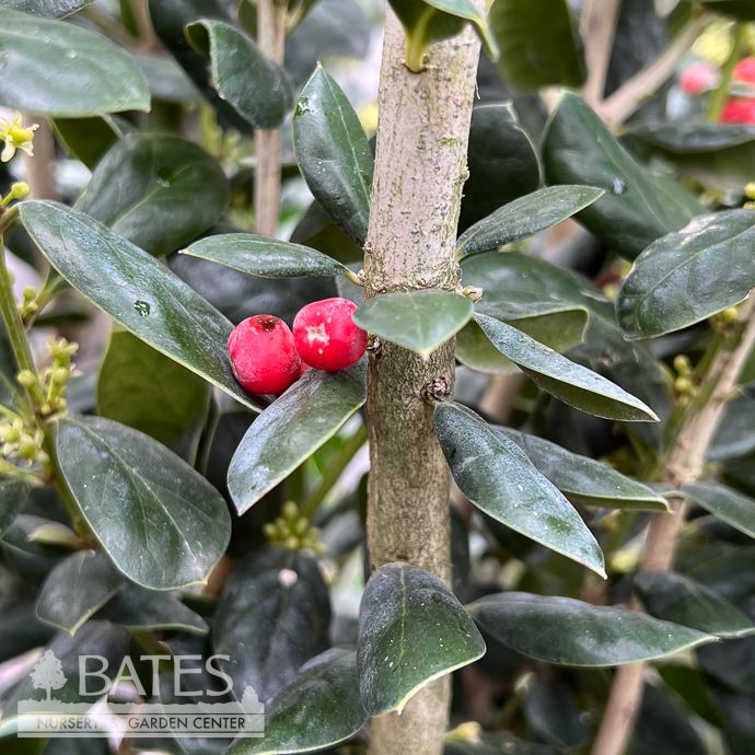 #7 Ilex corn Burfordii/ Burford Chinese Holly (Self-fertile)