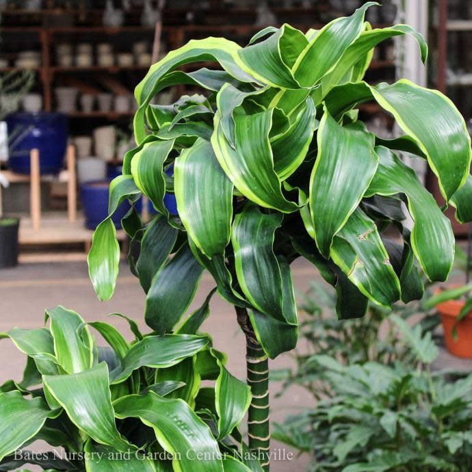 10p! Dracaena Dorado Tip 3ppp /Tropical