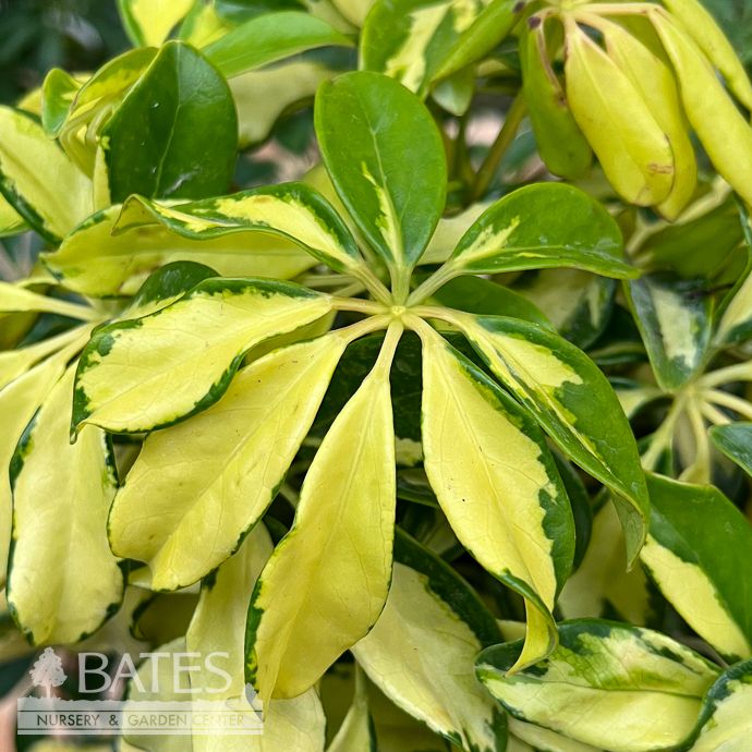 6p! Schefflera Arboricola Trinette Bush  /Tropical