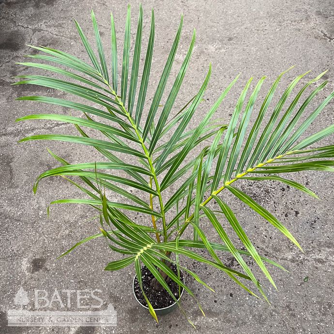 6p! Palm Spindle Palm 1ppp /Tropical