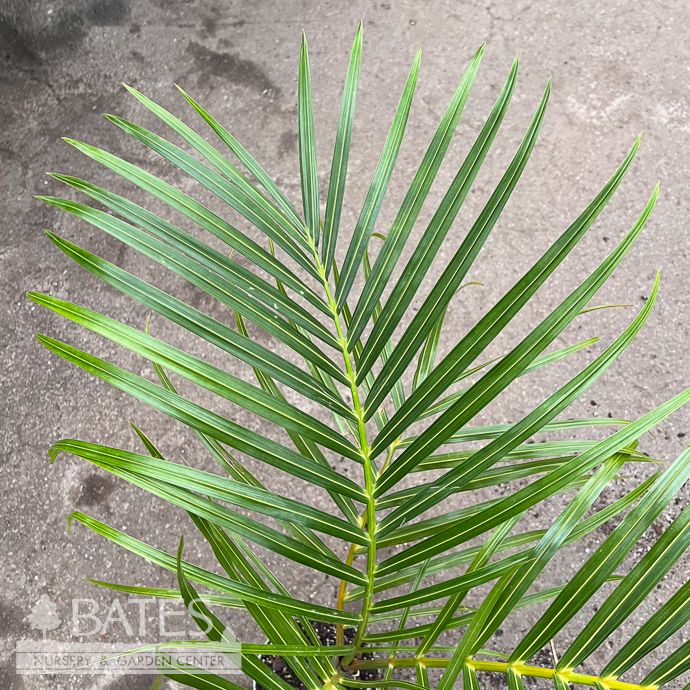 6p! Palm Spindle Palm 1ppp /Tropical