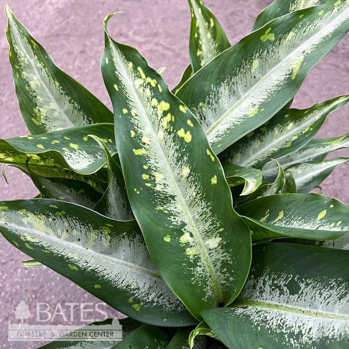 6p! Dieffenbachia Panther /Dumb Cane /Tropical