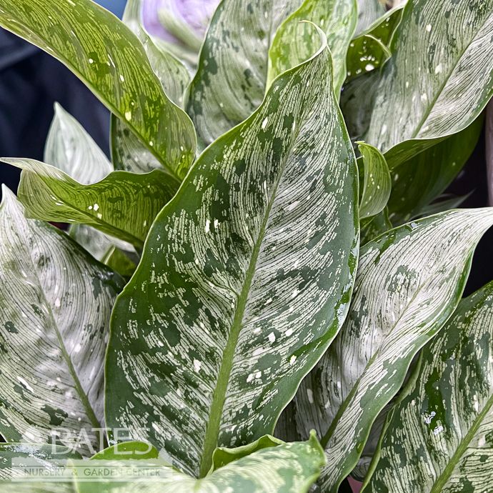 6p! Dieffenbachia Snow /Dumb Cane /Tropical