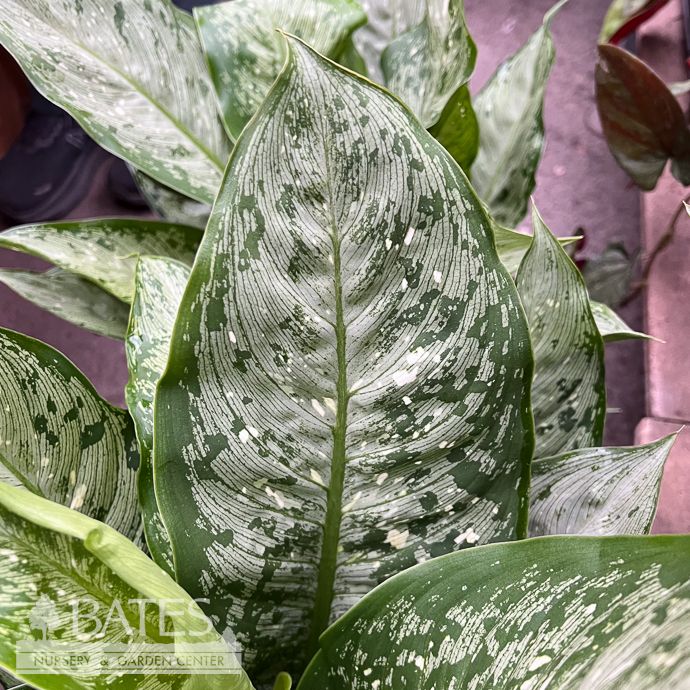 6p! Dieffenbachia Snow /Dumb Cane /Tropical