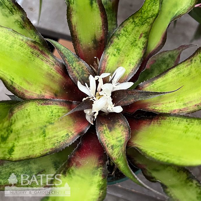 5p! Bromeliad Cryptanthus Strawberry Flame /Tropical