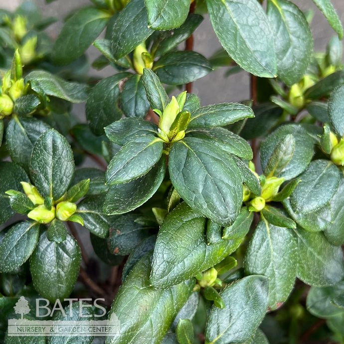 #2 Azalea x Kimono 'May Snow'/ White