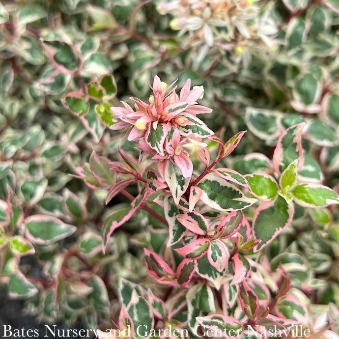 #1 Abelia x grand Angel's Blush/ Variegated
