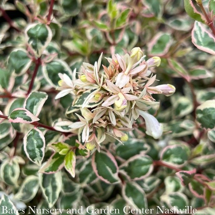 #1 Abelia x grand Angel's Blush/ Variegated