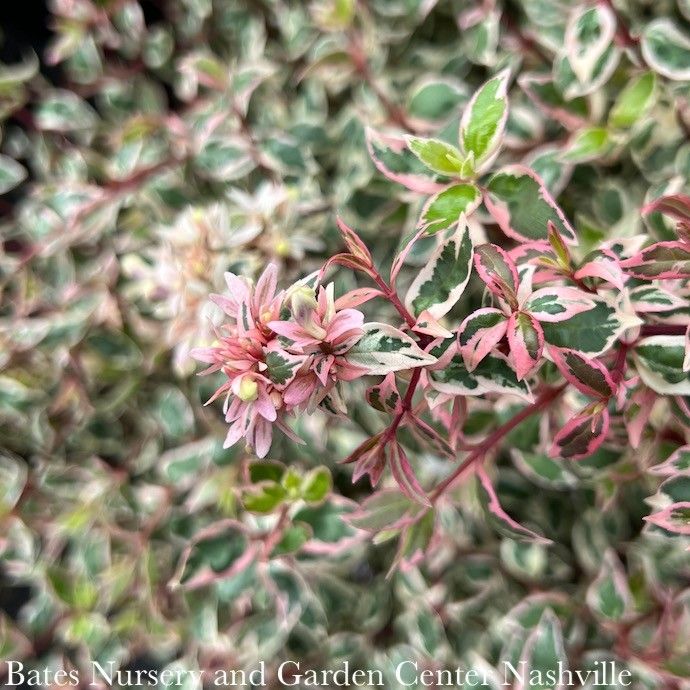 #1 Abelia x grand Angel's Blush/ Variegated
