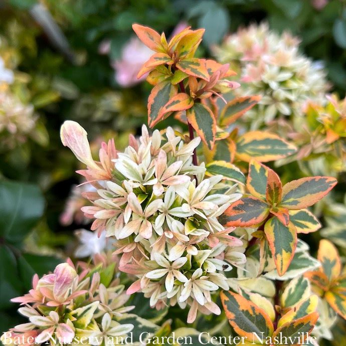 #3 Abelia x grand Kaleidoscope/ Variegated